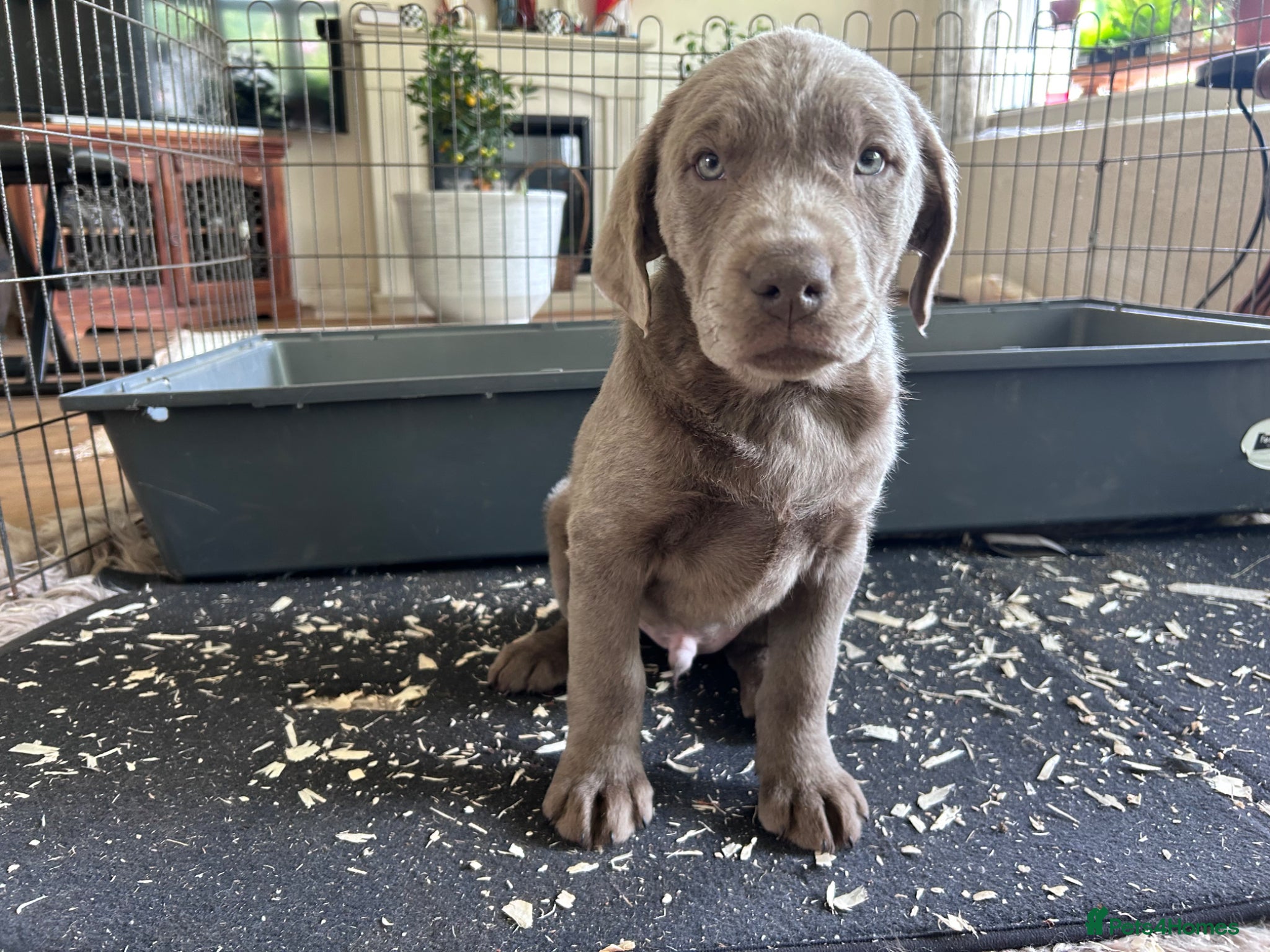 Labrador Retriever dogs 5 generations pedigree silver Labrador puppies  - Advert 18