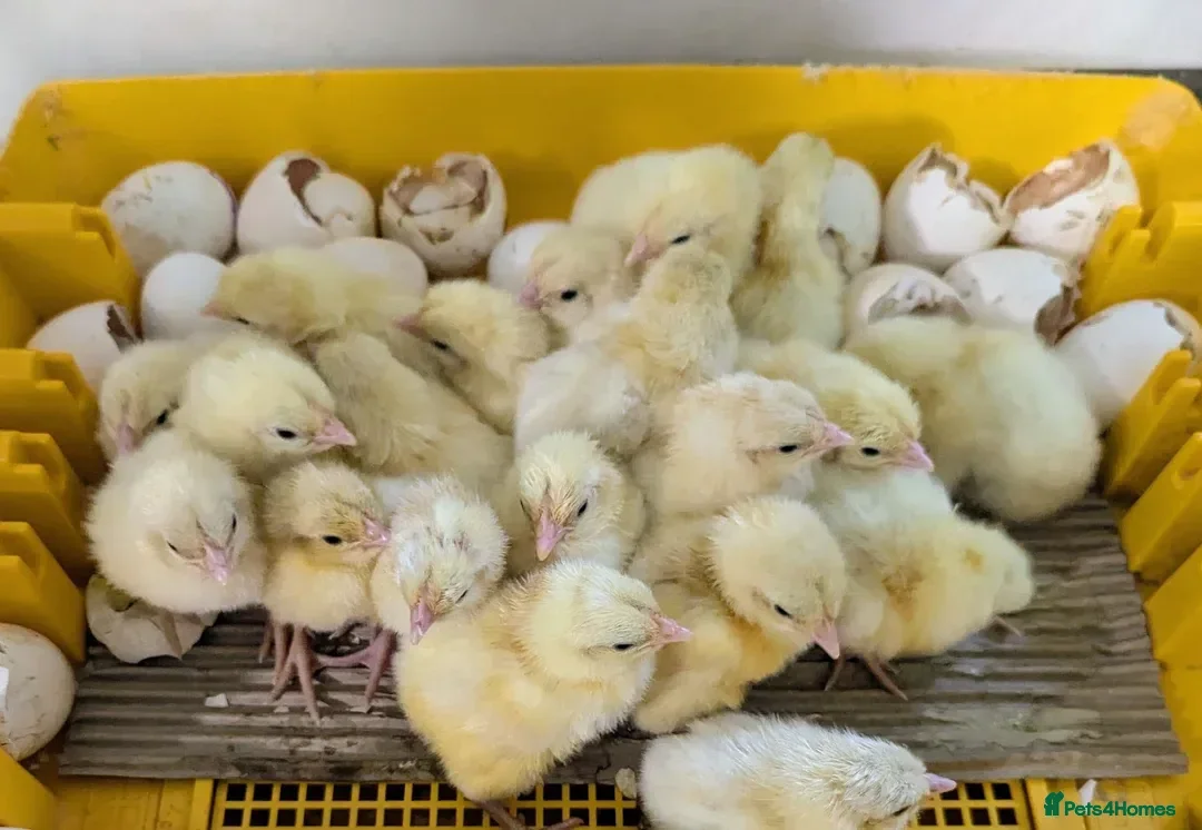 Chickens poultry Bresse Hatching Eggs (and chicks). - Advert 2