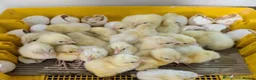 Chickens poultry for sale: Bresse Hatching Eggs (and chicks). - Advert 2