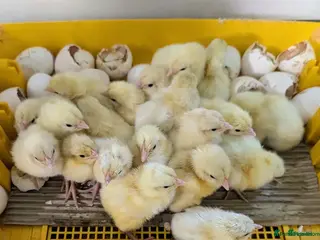 Chickens poultry Bresse Hatching Eggs (and chicks). - Advert 2