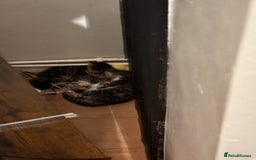 Bengal cats for sale: BEGAL CROSS TABBY - Advert 6