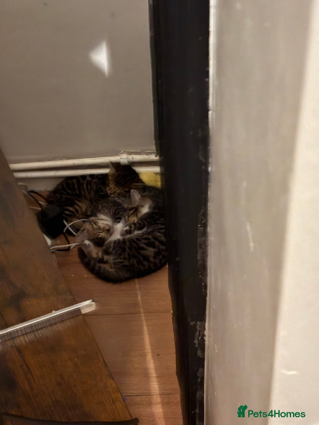 Bengal cats for sale: BEGAL CROSS TABBY - Advert 6