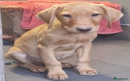 Labrador Retriever dogs for sale: Beautiful Red Fox Labrador Puppies – Ready Now! 🐾 - Image 7