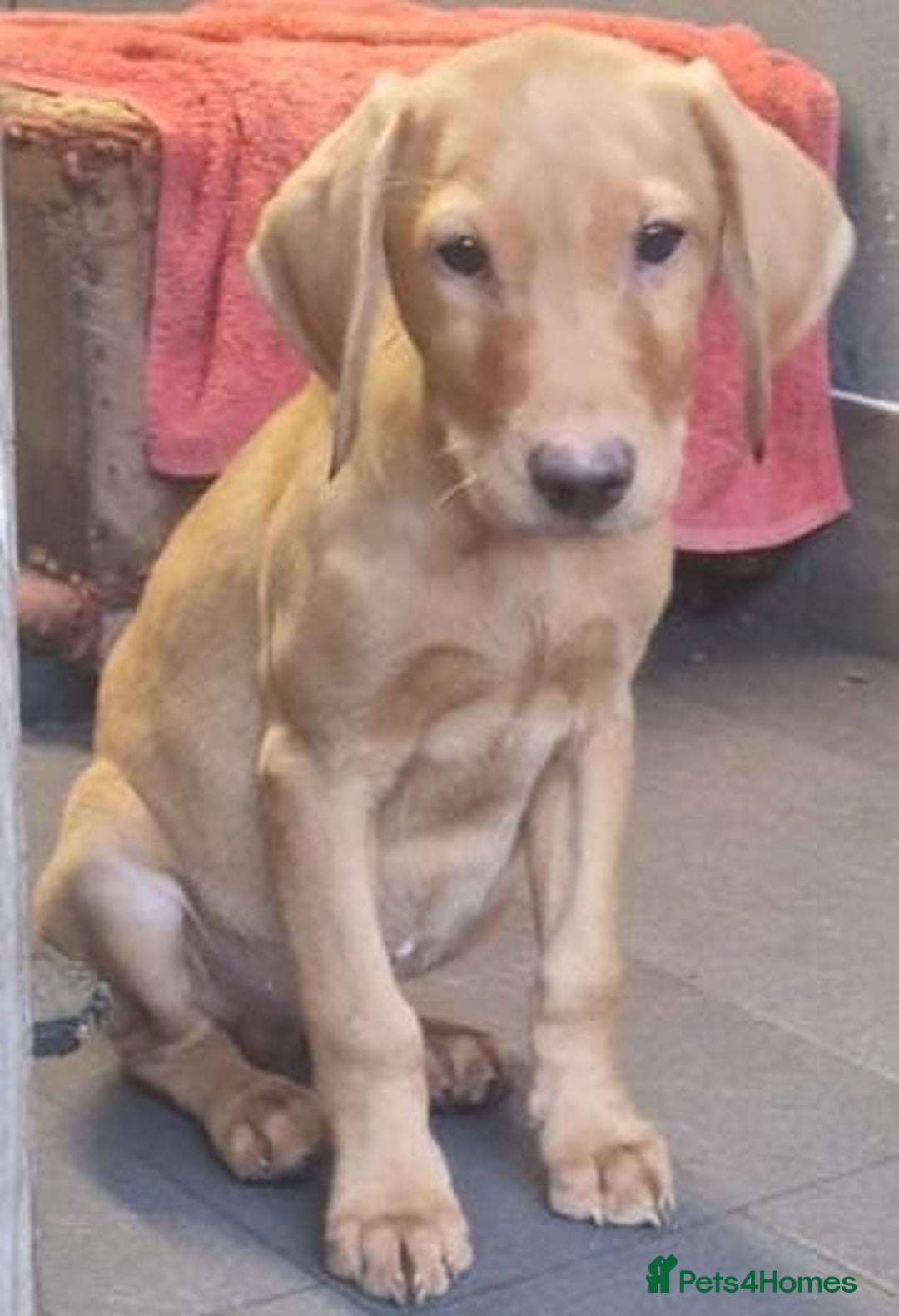 Labrador Retriever dogs for sale: Beautiful Red Fox Labrador Puppies – Ready Now! 🐾 - Image 7