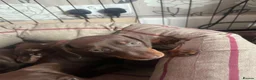 Dachshund dogs for sale: Dachshund puppies for sale  - Advert 3