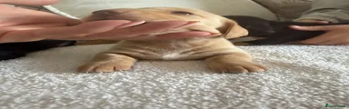 Dachshund 2