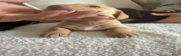 Dachshund dogs for sale: Cream dachshund puppies long hair  - Advert 12