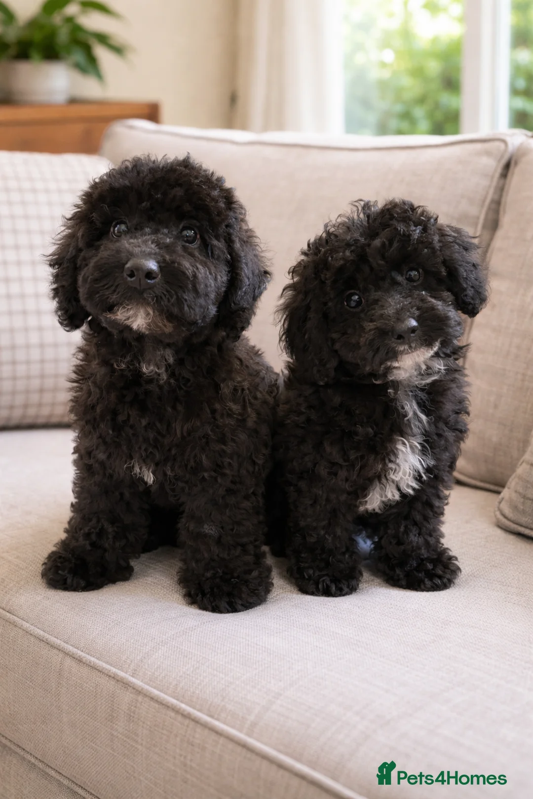 Australian Labradoodle dogs for sale: Health Tested multigen Australian labradoodles  in Ware - Advert 1