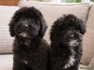 Australian Labradoodle dogs Health Tested multigen Australian labradoodles in Ware - Advert 1