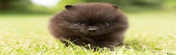 Pomeranian dogs for sale: ✨ Tiny Teddy Face Pomeranian Puppies 🐻✨ - Advert 15
