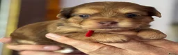 Yorkshire Terrier dogs for sale: Super Health tested Ocean Pearl /coloured Yorkies  - Advert 15