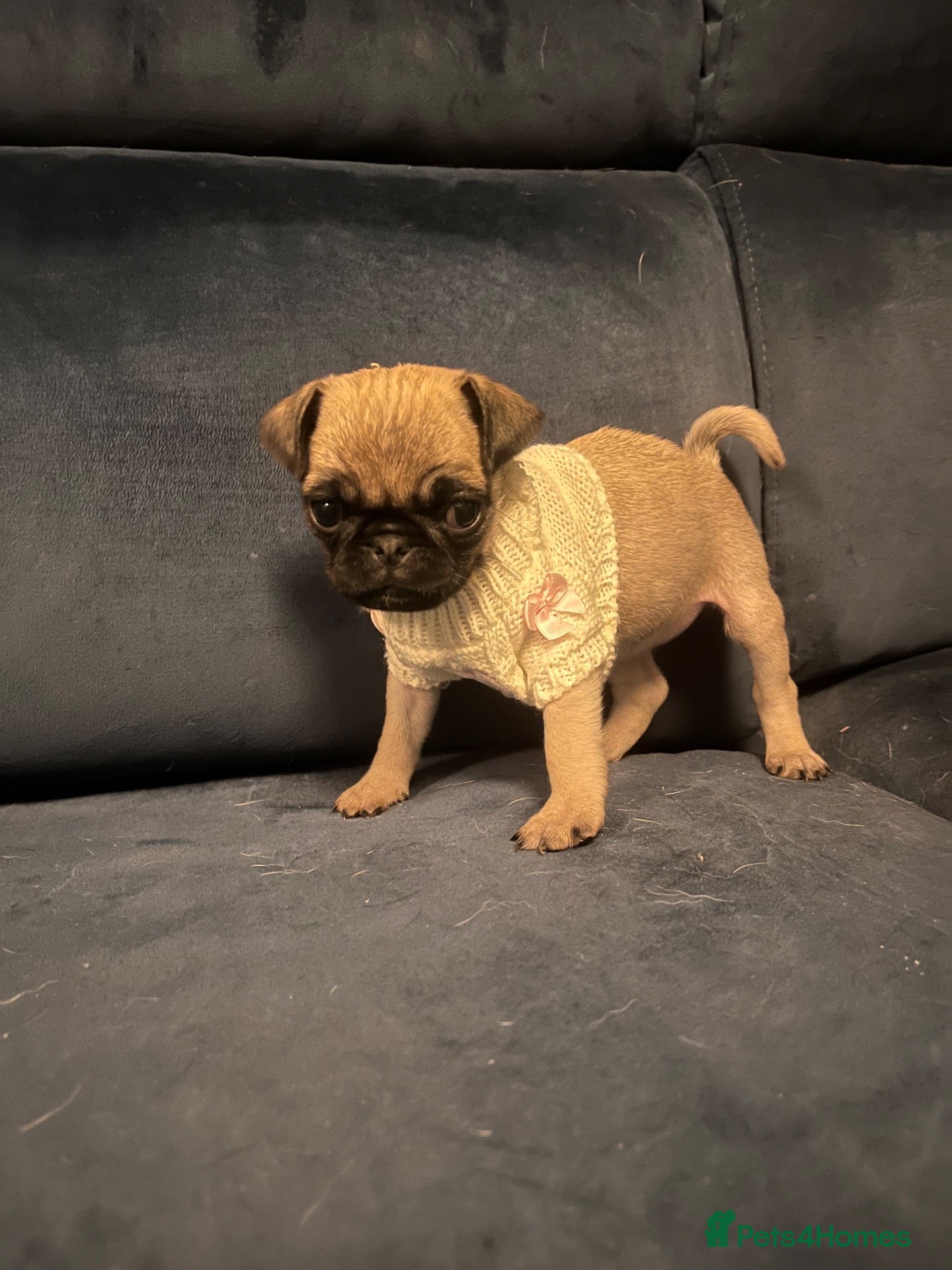 Pug dogs 🐾‼️ 💥JUST 2 PUPPIES LEFT💥‼️  🐾 - Advert 2