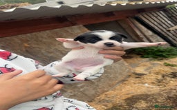 Patterjack dogs for sale: Patterjack puppies for sale - Image 5