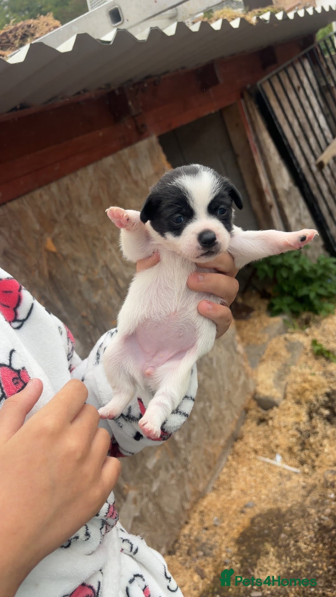 Patterjack dogs for sale: Patterjack puppies for sale - Image 5
