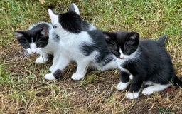 Mixed Breed cats for sale: Kittens - Image 7