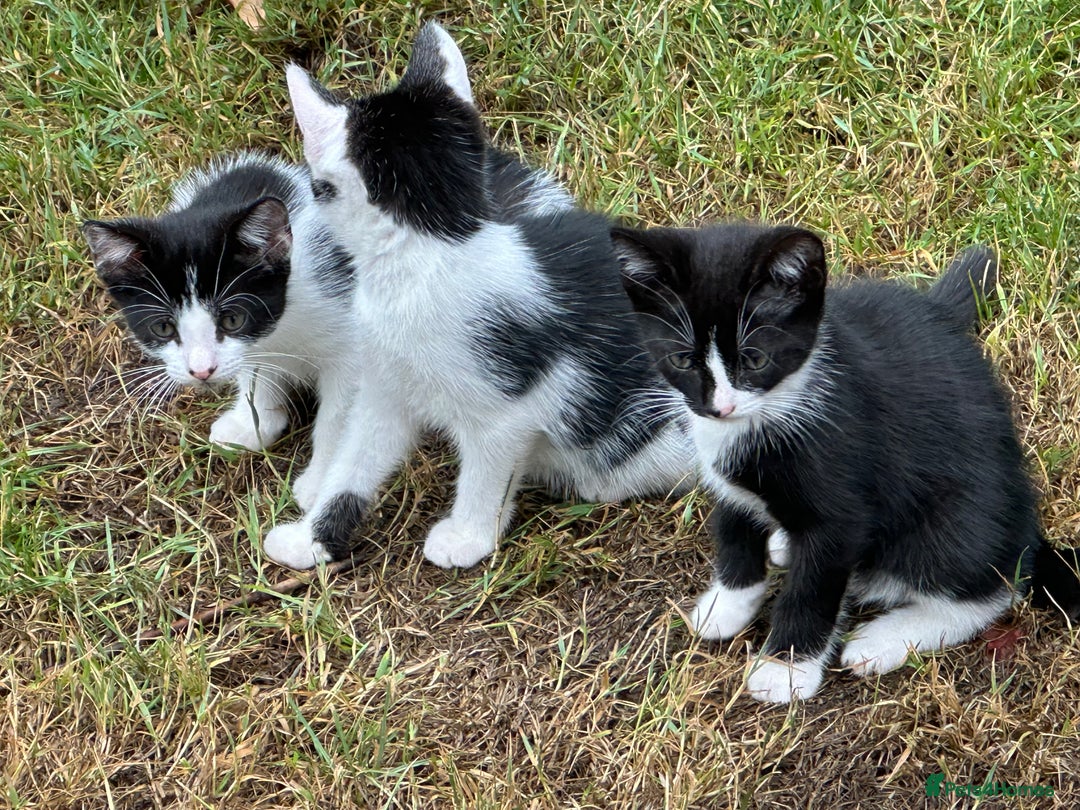 Mixed Breed cats for sale: Kittens - Image 7
