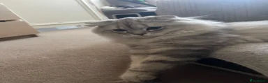 Scottish Fold 1
