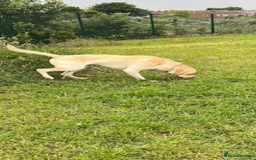 Labrador Retriever dogs for stud: Scout - Image 4