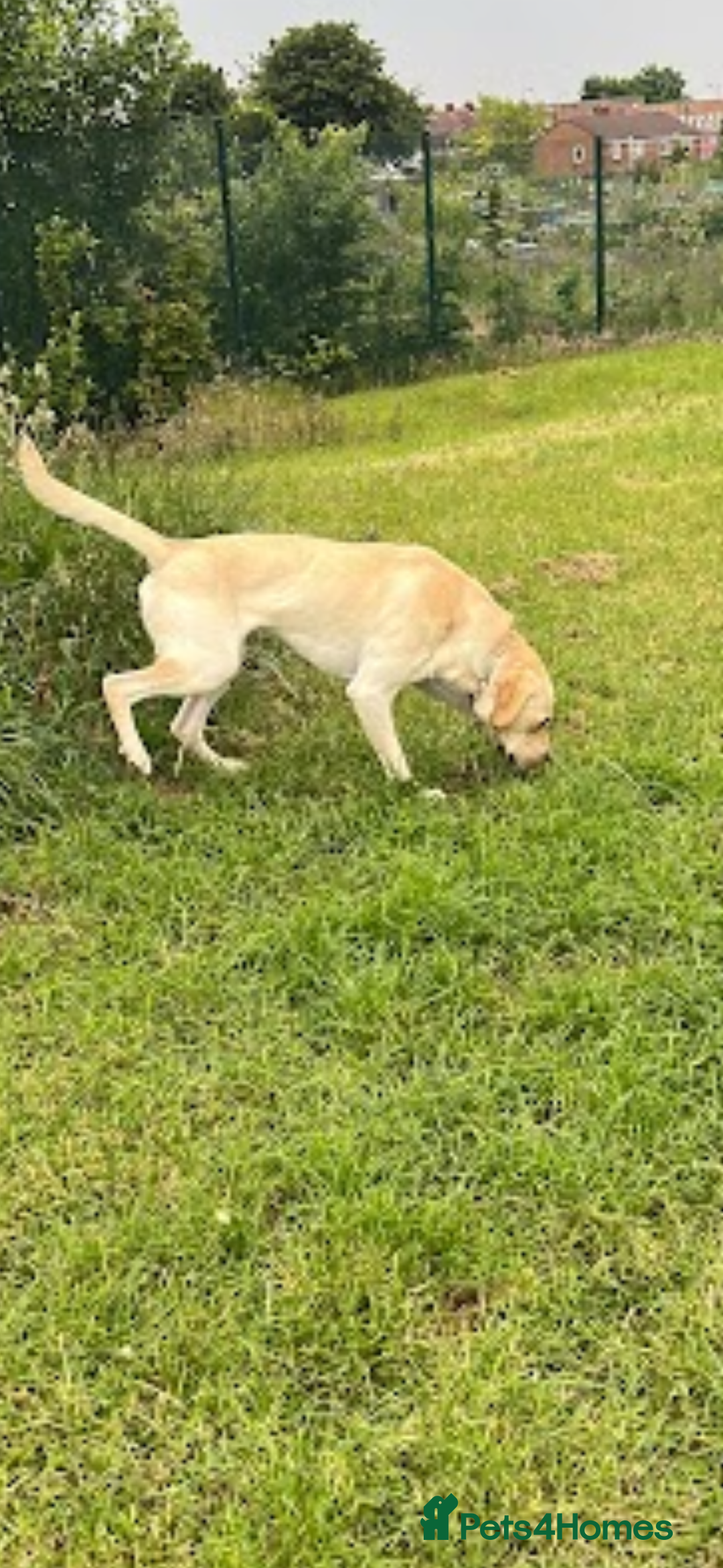 Labrador Retriever dogs for stud: Scout - Image 4