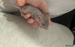 Rat rodents for sale: Male rats very friendly ready now  - Advert 3