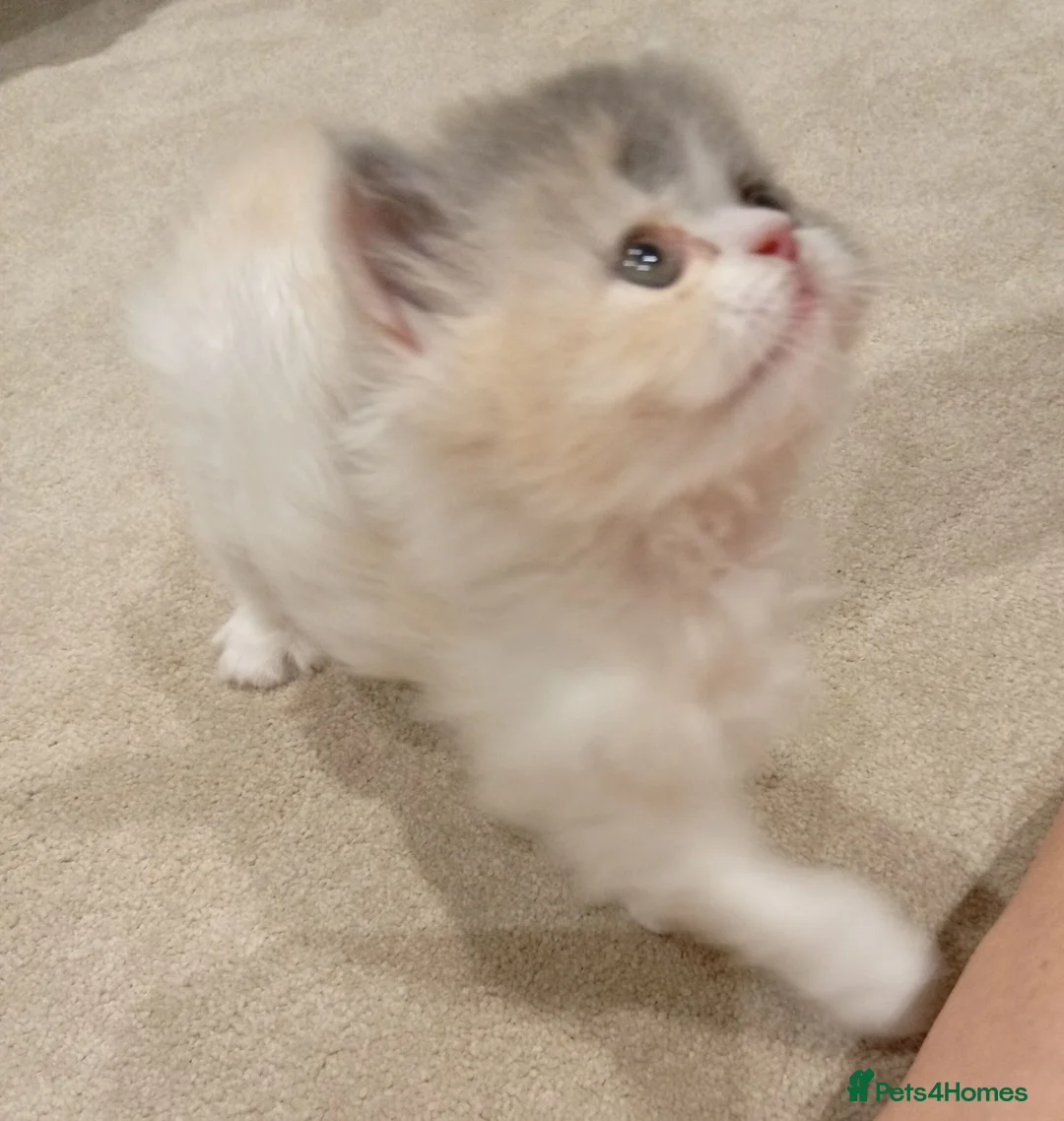 Persian cats for sale: Elitsa - Advert 2