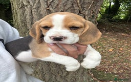 Beagle dogs for sale: BEAUTIFUL KC REG BEAGLES  - Image 16
