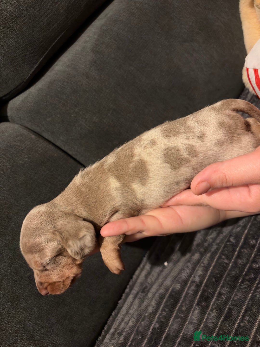 Miniature Dachshund dogs for sale: 🐾 Miniature Dachshund Puppies KC Registered  - Advert 31