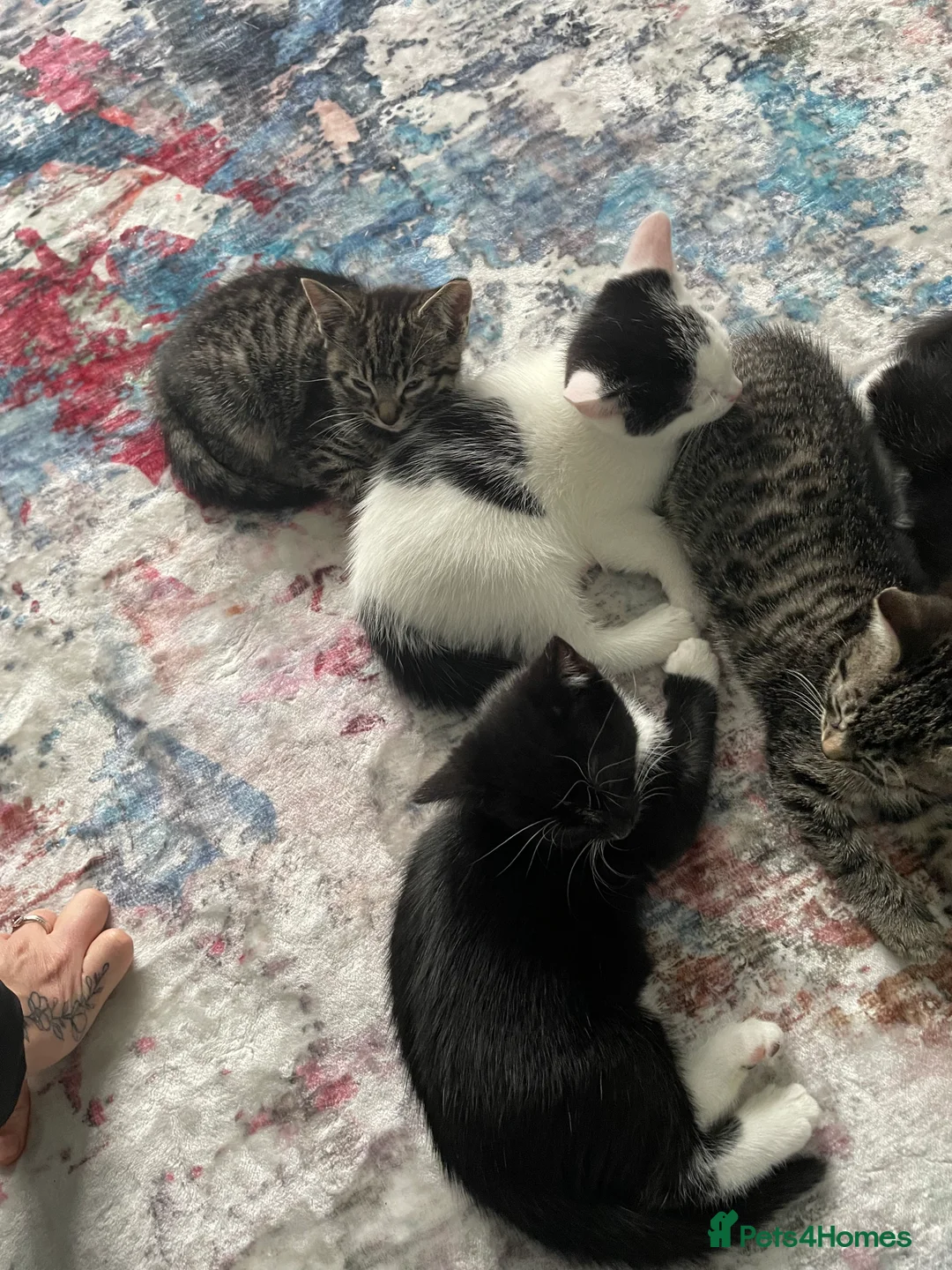 Mixed Breed cats for sale: 1 boy and 3 girls  - Advert 18