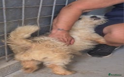 Bichon Frise dogs for adoption: Zebedee male 8kg small  - Image 3