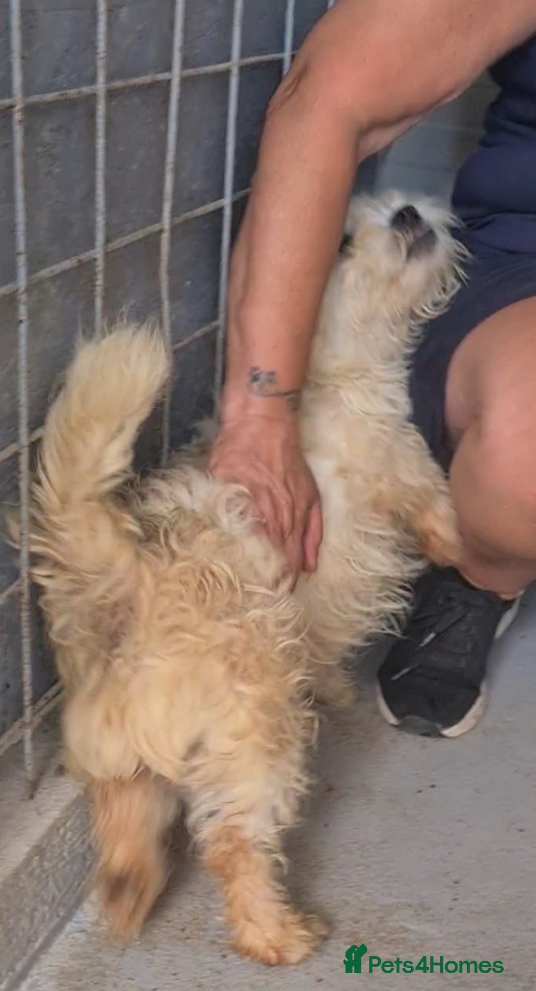 Bichon Frise dogs for adoption: Zebedee male 8kg small  - Image 3