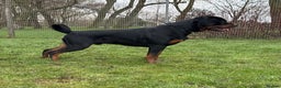 Rottweiler dogs for sale: rottweiler male champions blood lines - Advert 7