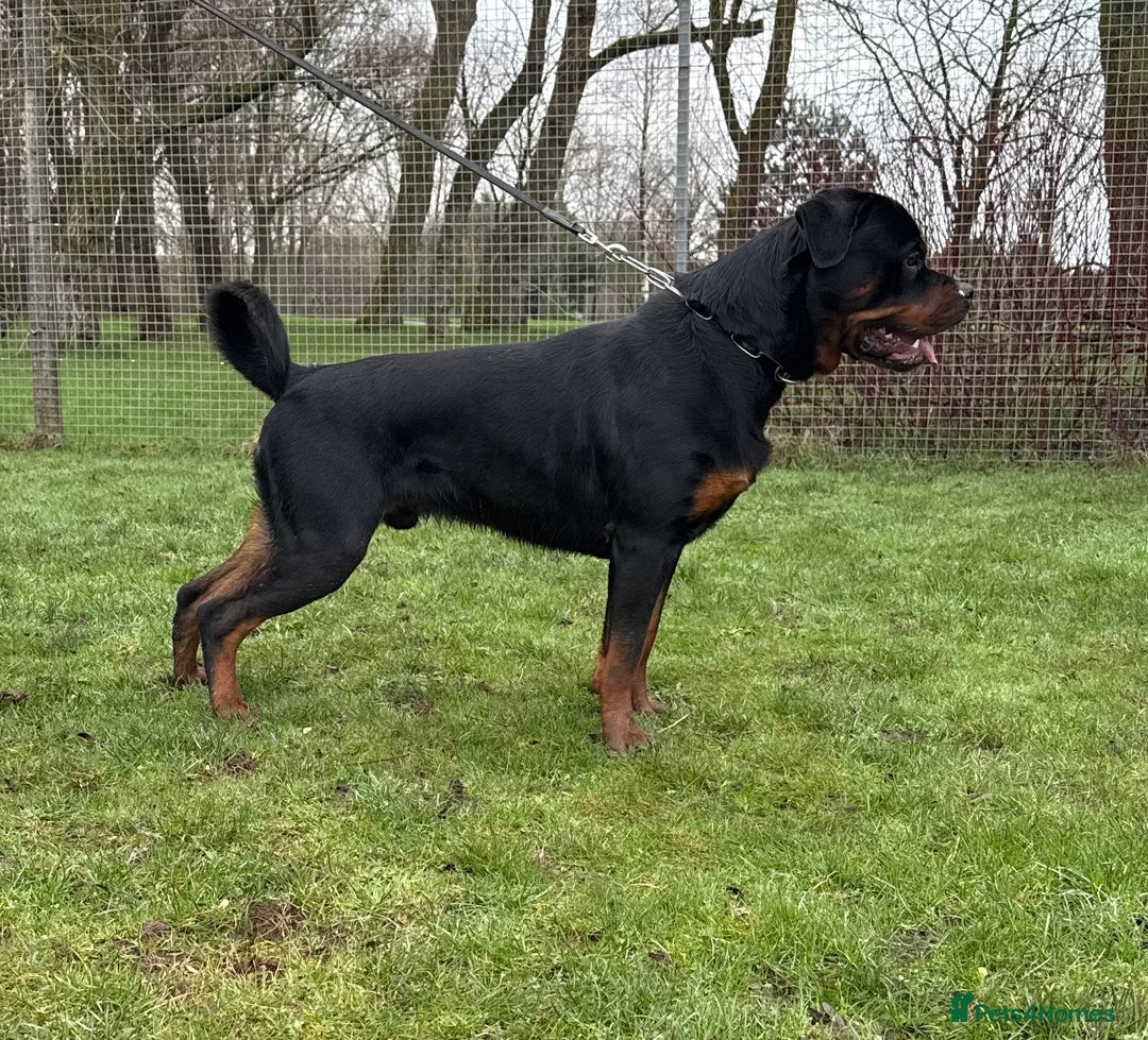 Rottweiler dogs for sale: rottweiler male champions blood lines - Advert 7