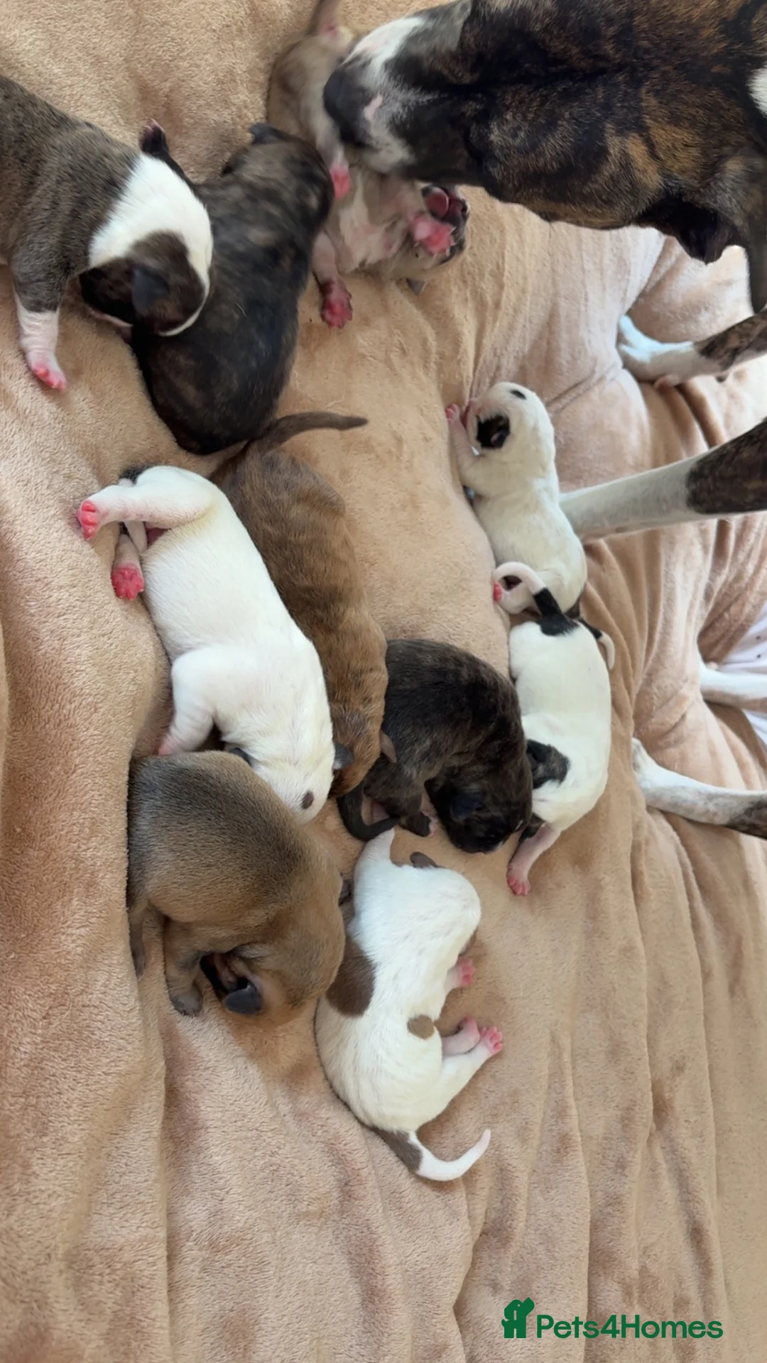 Staffordshire Bull Terrier dogs for sale: Beautiful staffy x pups  - Advert 1