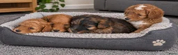 Cockapoo dogs for sale: Toys cockapoos - Advert 4