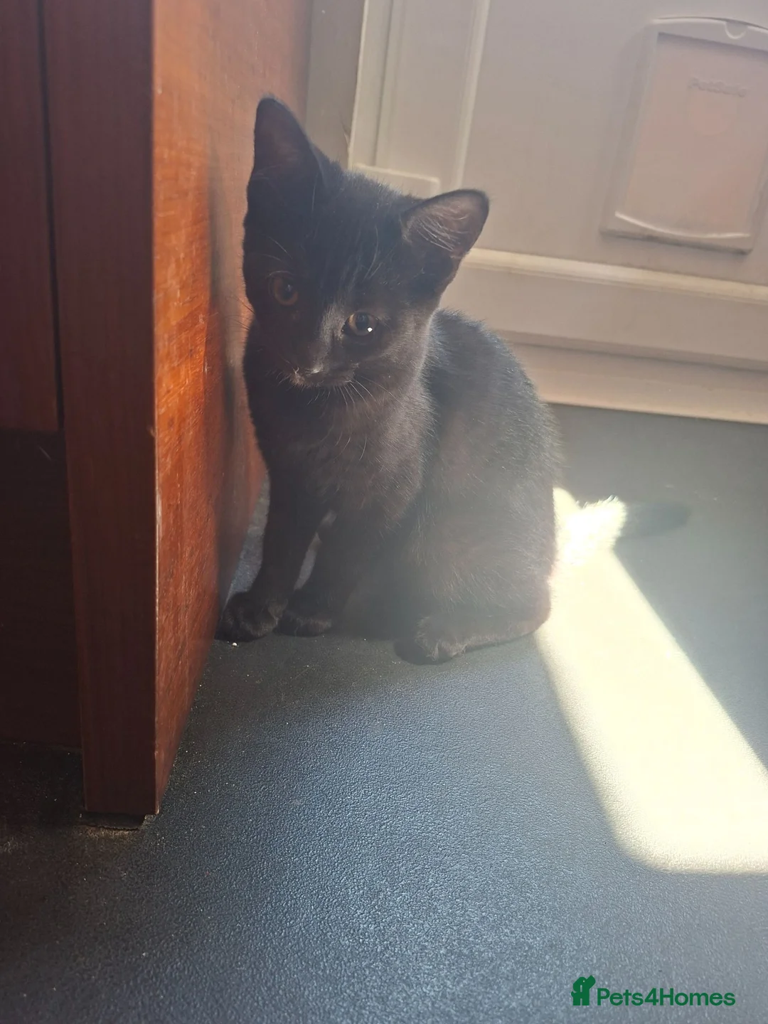 Mixed Breed cats for sale: 2 x male black tabby kittens READY TO GO NOW - Advert 2