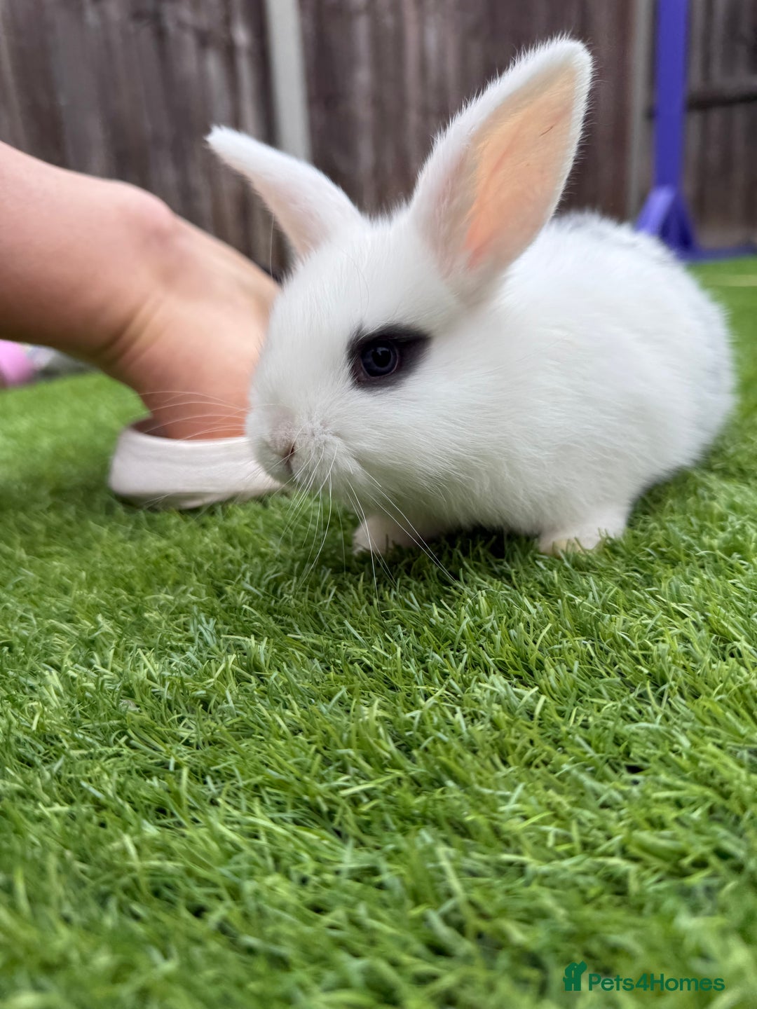 Mini Lop rabbits for sale: Mini Lop Rabbit  - Image 5
