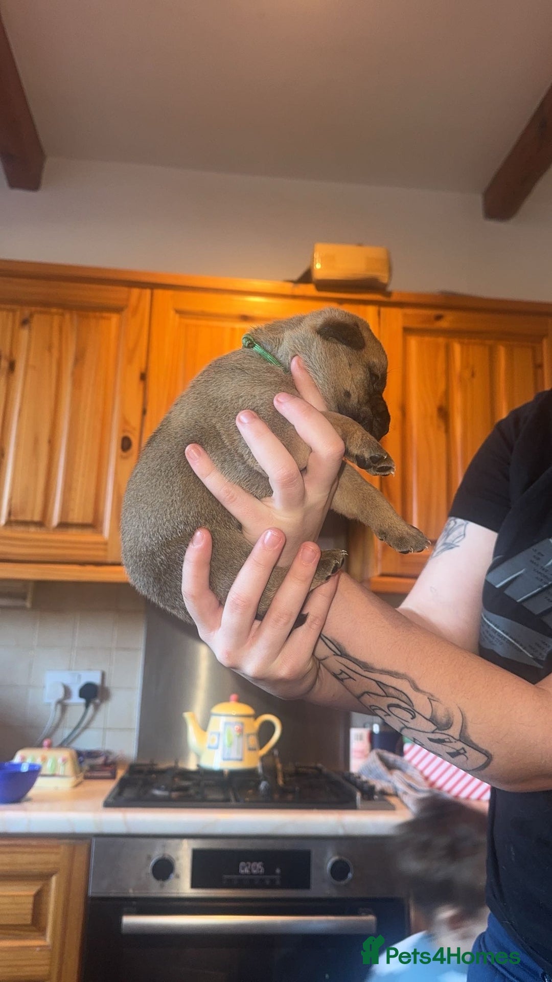 Mixed Breed dogs for sale: American bulldog / chowchow  - Advert 19