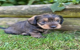Dachshund dogs for sale: Schweenie puppies -ready to go! - Image 1