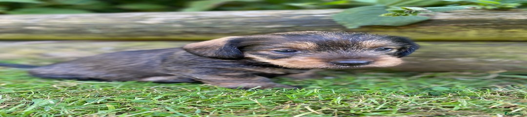 Dachshund Puppy 1