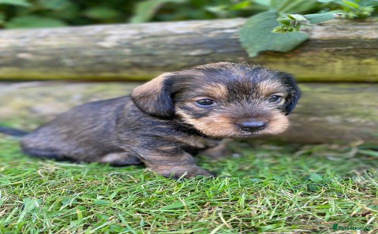 Dachshund dogs - Advert 14