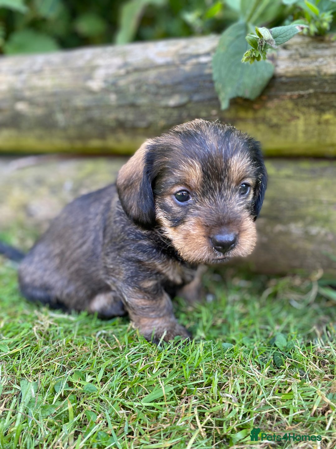 Dachshund dogs for sale: Schweenie puppies -ready to go! - Image 1