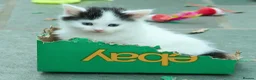 Ragdoll cats for sale: Adorable, Affectionate Part Ragdoll Kittens - Advert 21