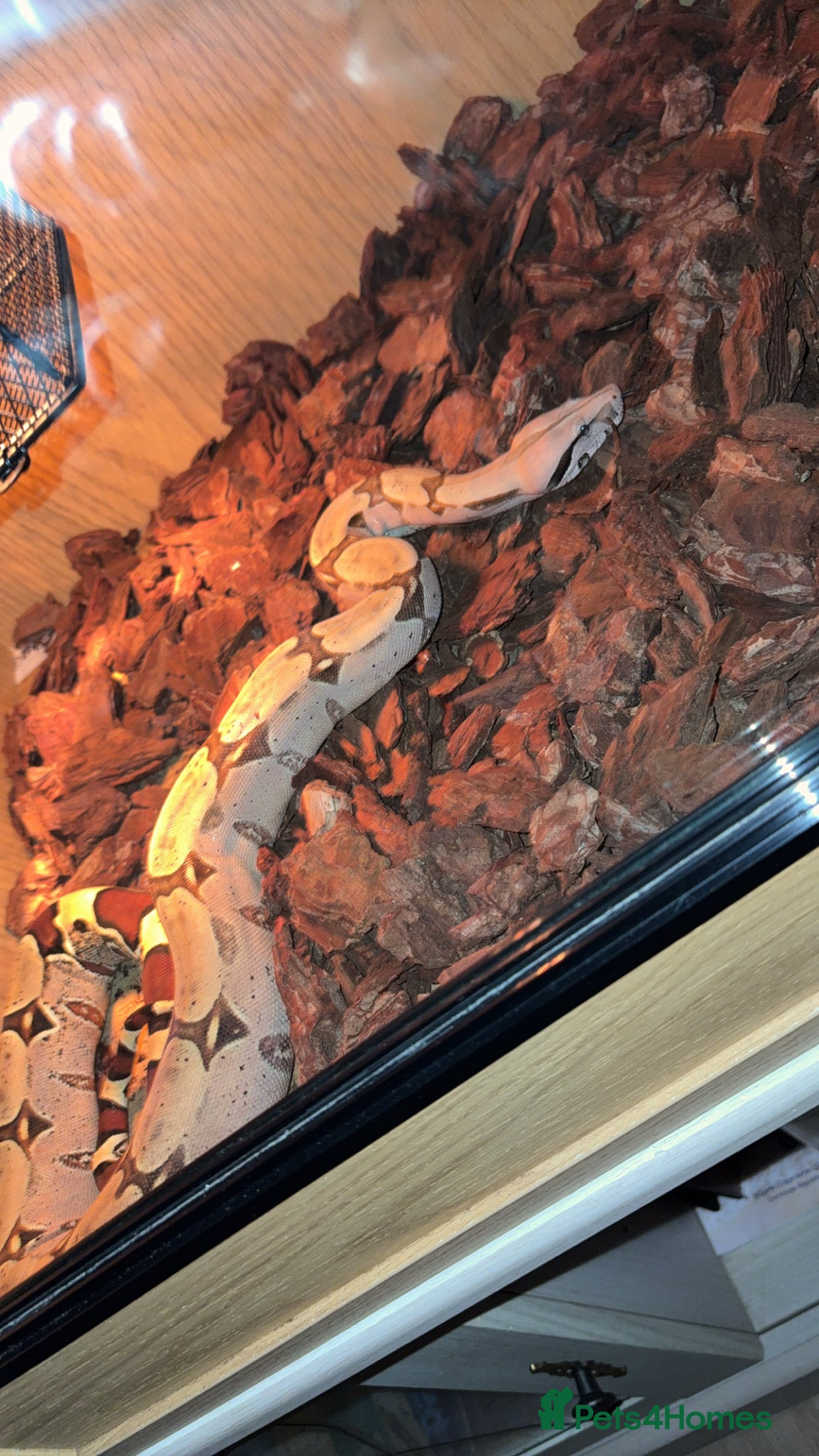 Boa Snake reptiles Suriname red tail boa - Advert 6