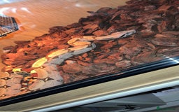 Boa Snake reptiles for sale: Suriname red tail boa - Image 1