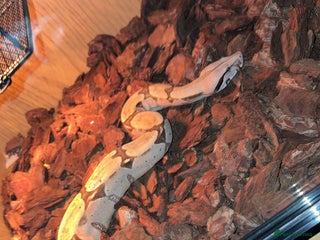 Boa Snake reptiles - Advert 5
