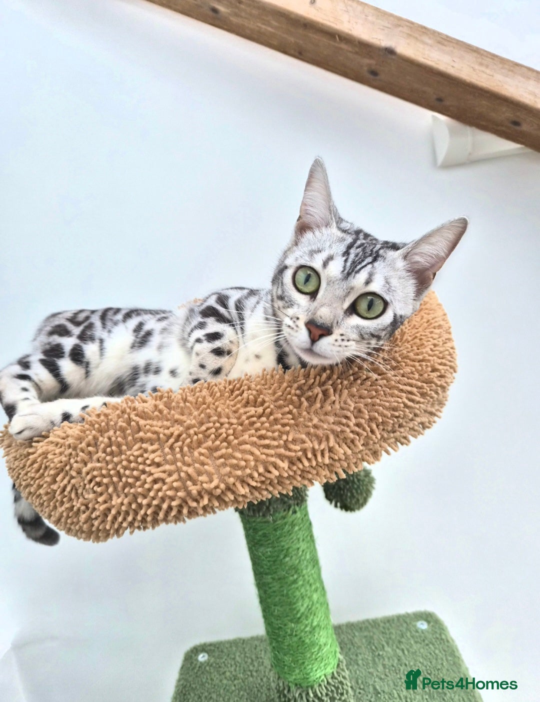 Bengal cats Bengal girl - Advert 1