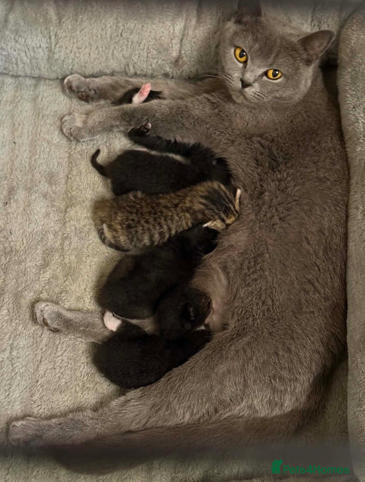 British Shorthair cats British shorthair cross female kitten can deliver  - Advert 4
