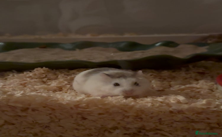 Hamster rodents - Advert 1