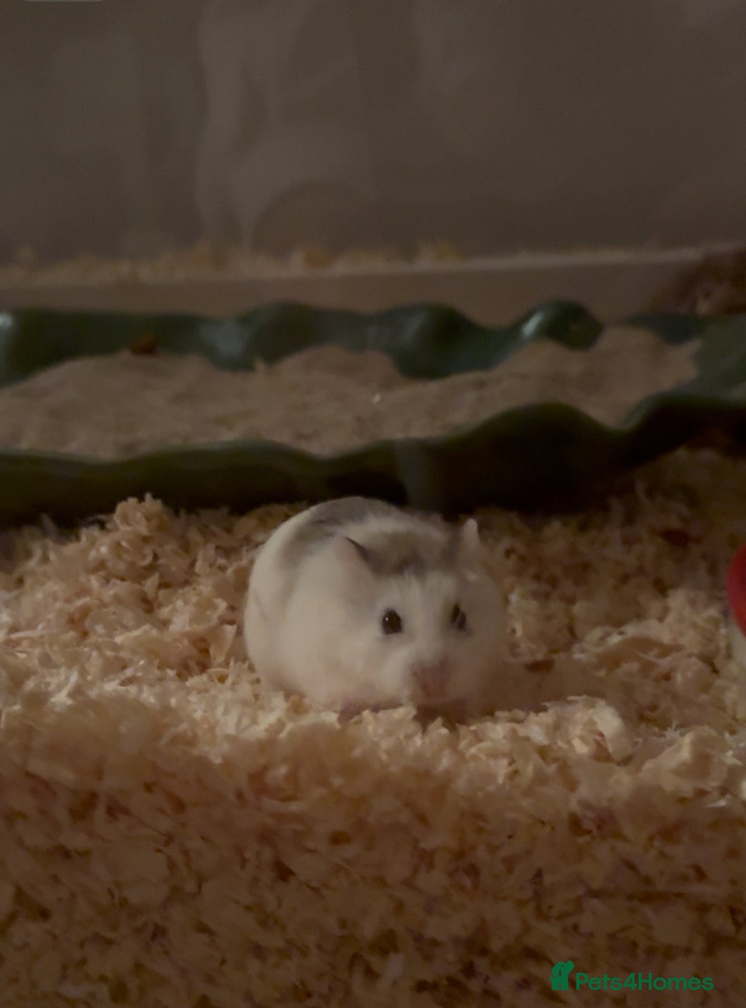 Hamster rodents for sale: Roborovski Hamster and Set up - Image 1