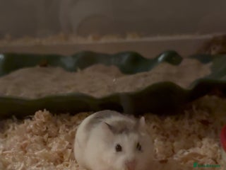 Hamster rodents - Advert 1